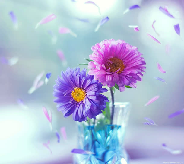 粉色紫色花朵花瓣素材免抠