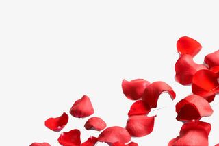 散落的玫瑰花瓣免抠