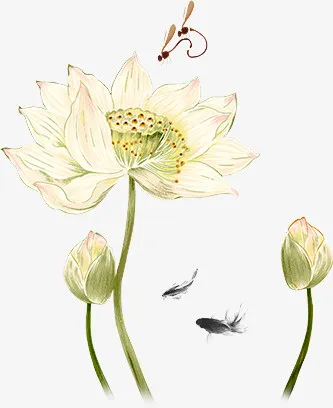 荷花免抠