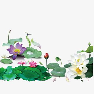 荷花素材免抠