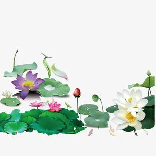 荷花素材免抠