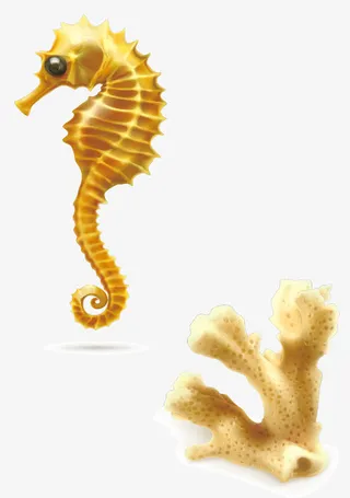 矢量海马珊瑚图片免抠