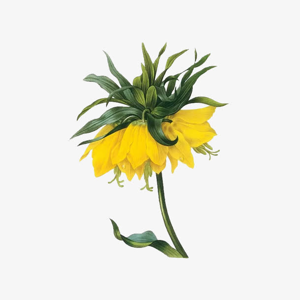 手绘菊花免抠