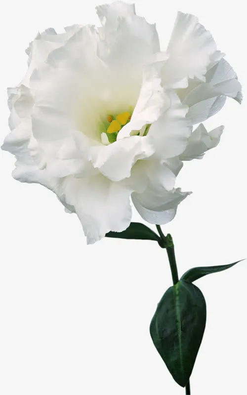 花卉插画花卉图案素材免抠