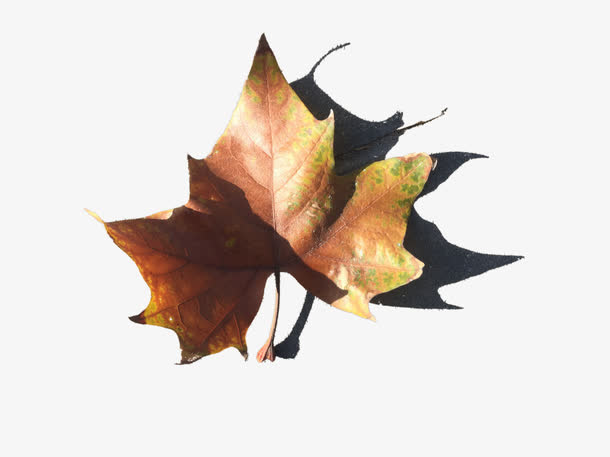 落叶和影子免抠