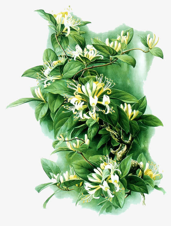 手绘植物免抠