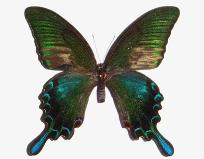 绿带翠凤蝶免抠