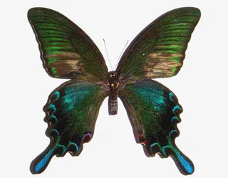 绿带翠凤蝶免抠