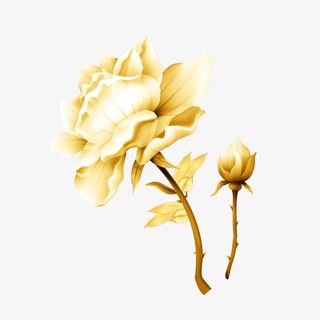 娇艳带刺玫瑰免抠