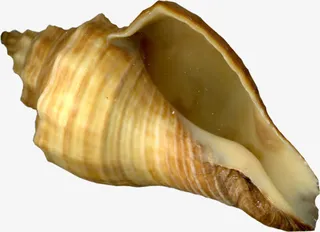 海螺棕色海螺装饰免抠