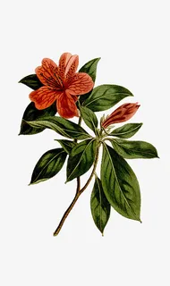春天里的绿叶红花免抠动植物植物元素 春天里的绿叶红花免抠动植物植物元素