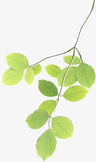 清新春季树叶树枝装饰免抠