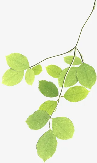 清新春季树叶树枝装饰免抠