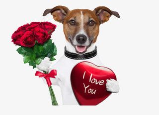 狗拿着鲜花免抠