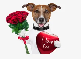 狗拿着鲜花免抠