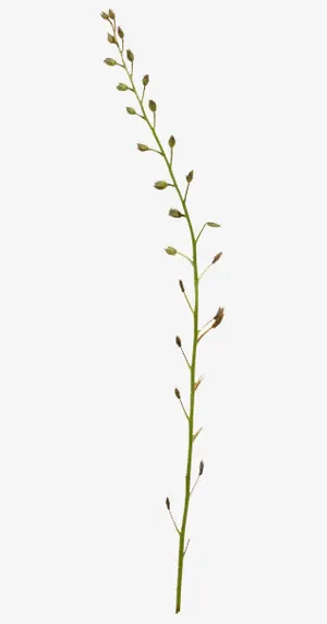 树枝条矢量元素免抠