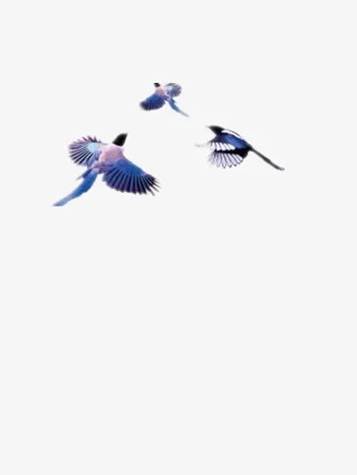 喜鹊免抠