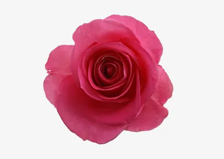 枚红色花朵免抠