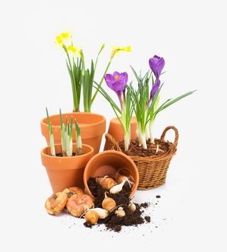 紫色水仙花免抠