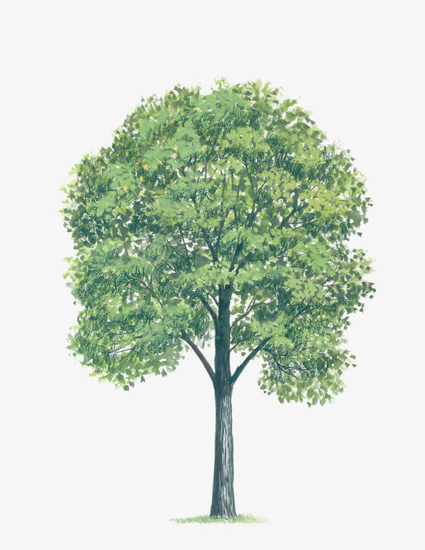 植物 大树免抠