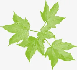 绿色春天枫叶季节免抠