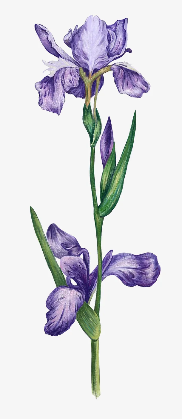 复古手绘鸢尾草免抠系列免抠