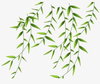 春天风中的柳叶免抠动植物植物元素