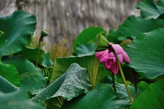 荷花盛开自妖娆高清