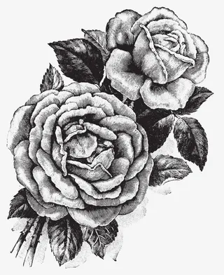 手绘插画玫瑰花矢量免抠