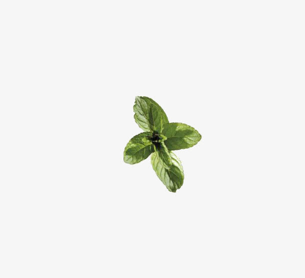薄荷叶免抠