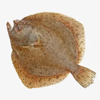 海洋鱼类 多宝鱼免抠