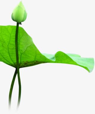 中秋节绿色荷花绿叶免抠