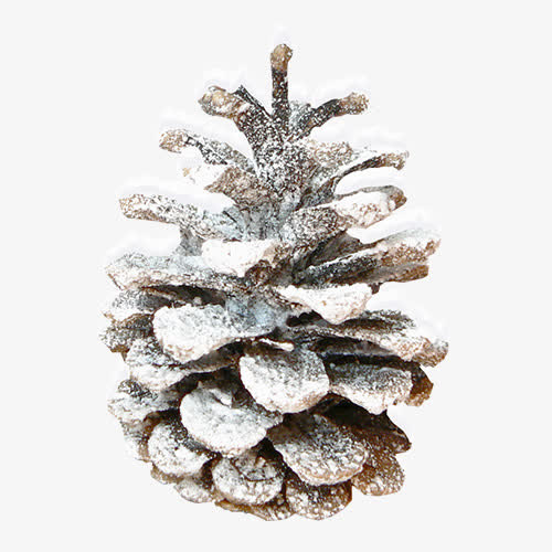 雪植物免抠