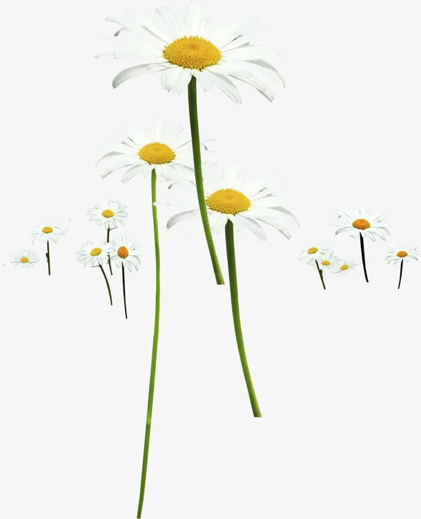 高清白色春季母亲节花朵免抠