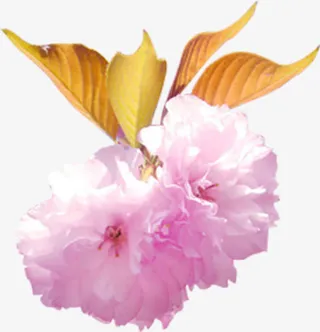 粉色盛开鲜花免抠