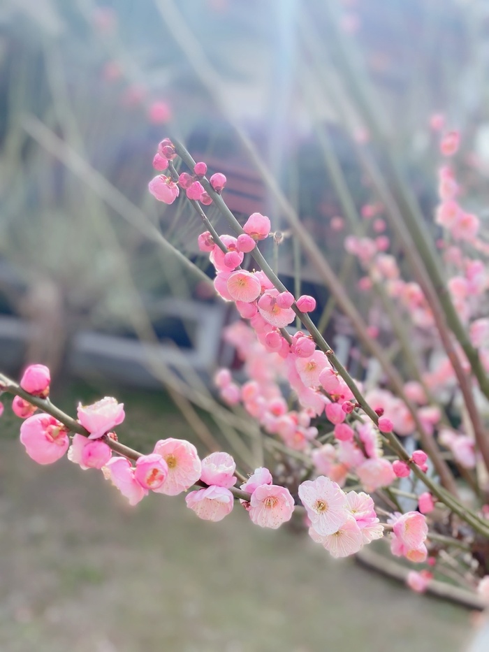 春天粉色桃花开高清