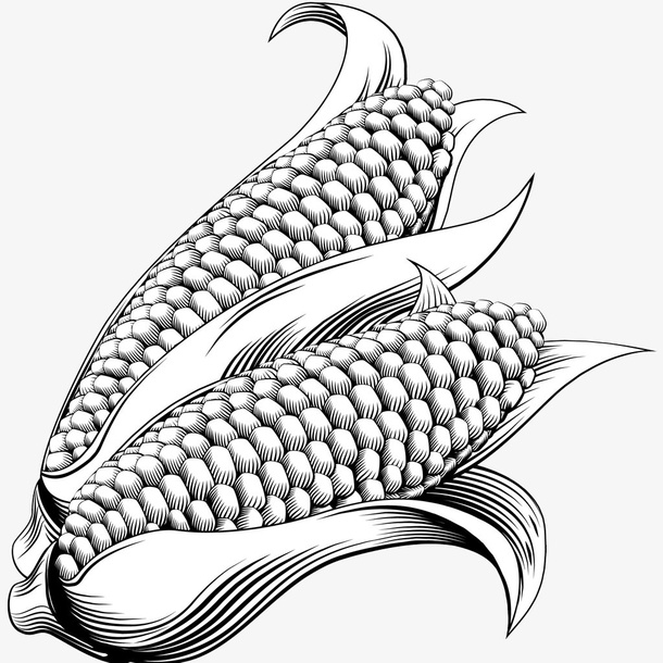 手绘矢量玉米免抠