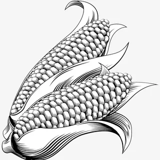 手绘矢量玉米免抠