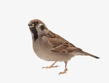 一只麻雀免抠 一只麻雀免抠