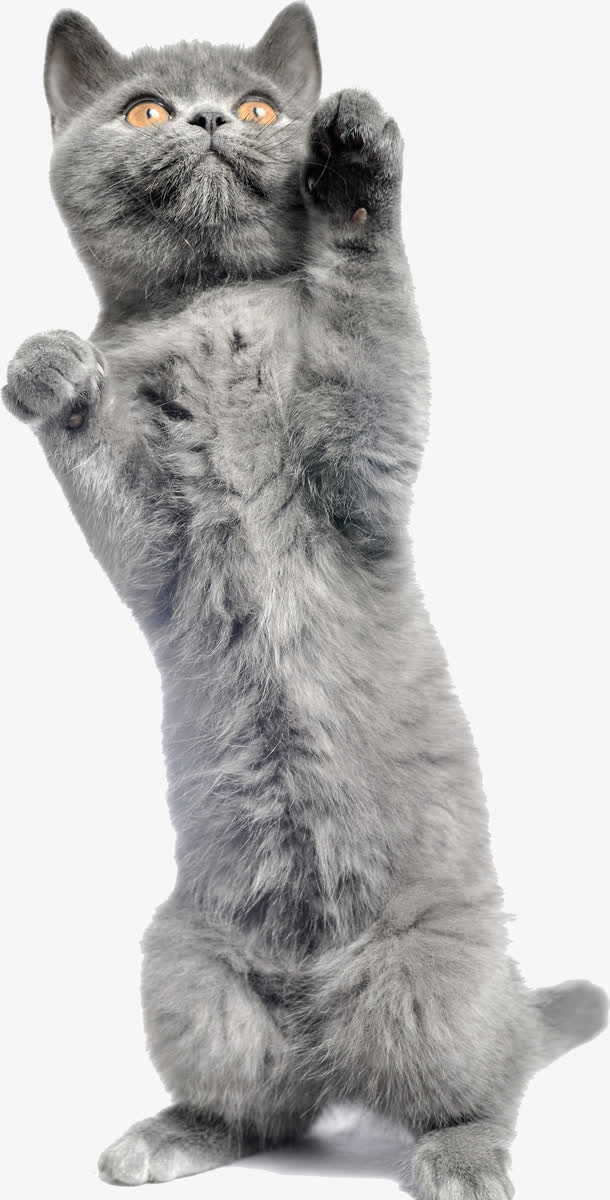 高清摄影把爪子的灰色小猫免抠