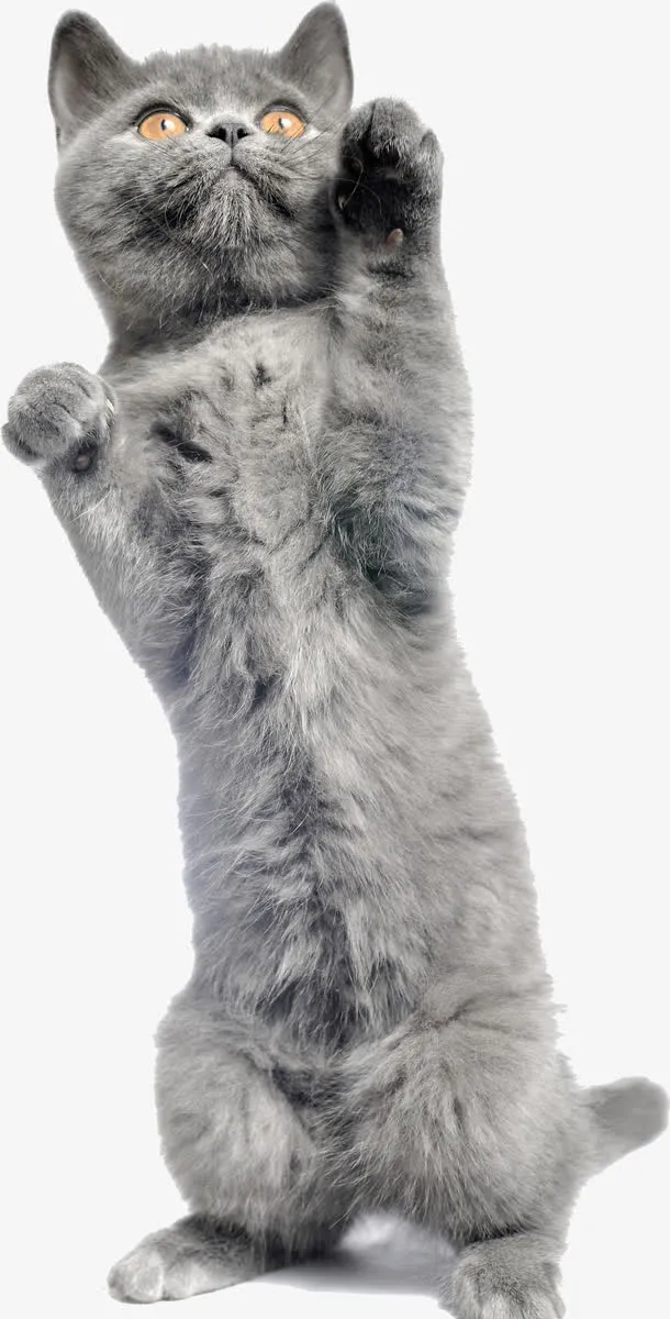 高清摄影把爪子的灰色小猫免抠
