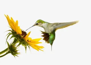 一只蜂鸟停在花上免抠