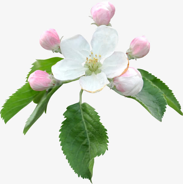 漂浮花朵免抠