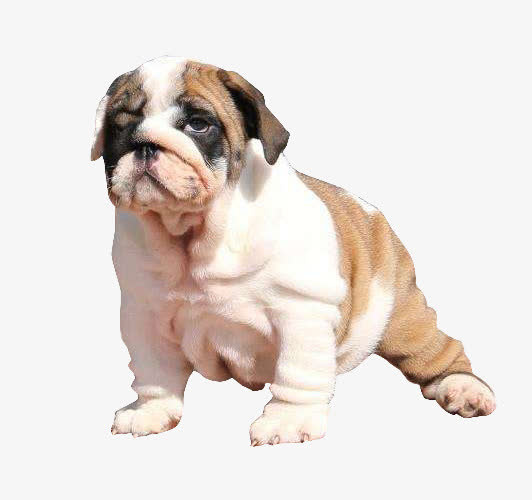 斗牛犬的的骨骼免抠