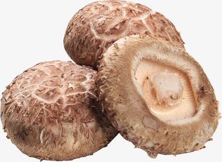 香菇菌类食物食材免抠