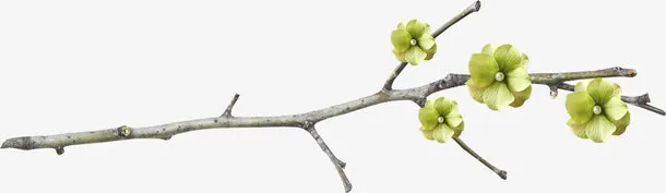 干枝免抠图片免抠
