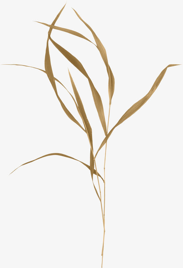 杂草免抠