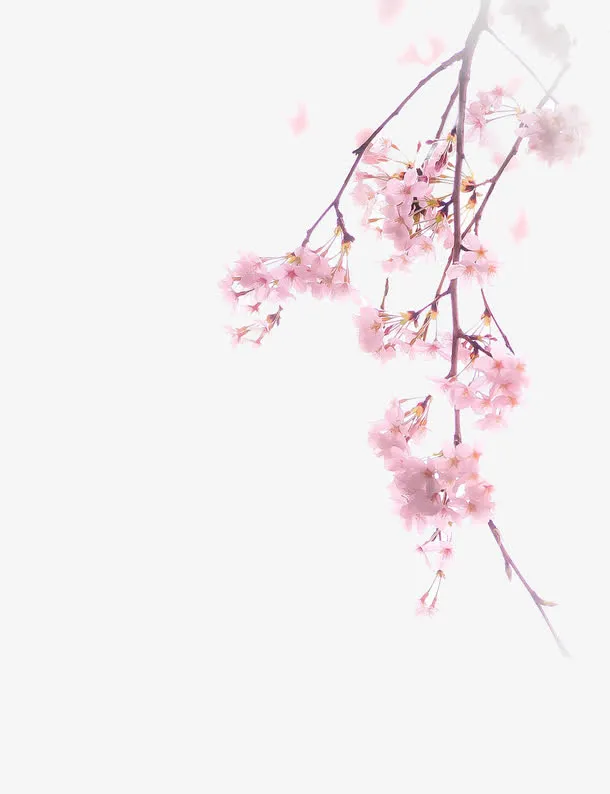 唯美中国古风水彩插画樱花免抠装饰植物元素