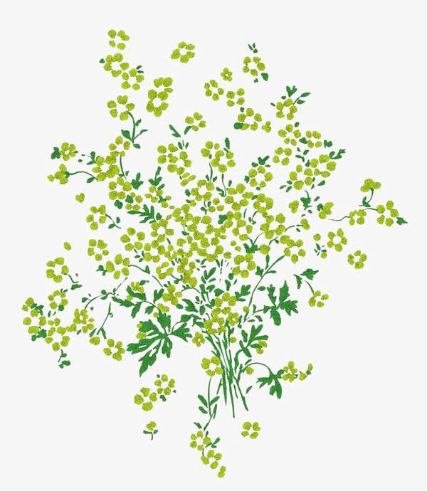 满天星植物素材免抠
