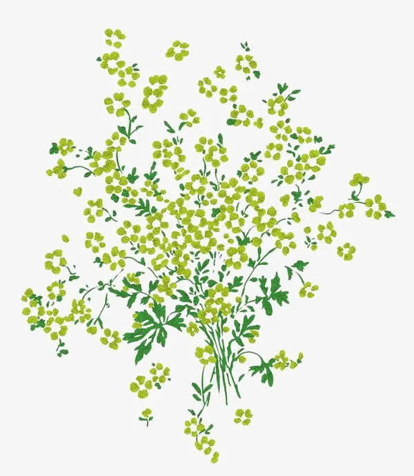 满天星植物素材免抠
